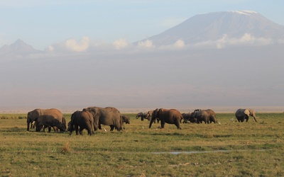 3 Days Amboseli Lodge Safari